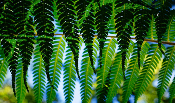 Background: nature's art graphic resource. Nature's art, backlit fern leaves overlapping and creating new and unique leaf patterns where they intersect, a fern diagram. Marlborough Sounds, south island, Aotearoa / New Zealand.