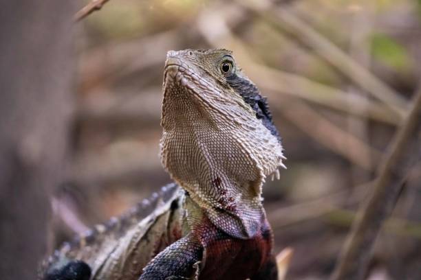 istock An Eastern Water Dragon (Intellagama lesueurii) stands proudly amidst leaf litter in a forest 2196840733