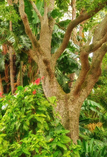 Flowers, plants and trees in Kirstenbosch Botanical Gardens in Cape Town, South Africa,