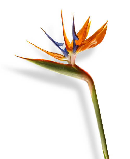 istock Bird of paradise flower Strelitzia on white background 2196842980