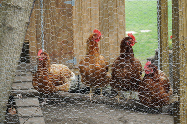 istock close up on chicken in side coop in back yard 2196844416