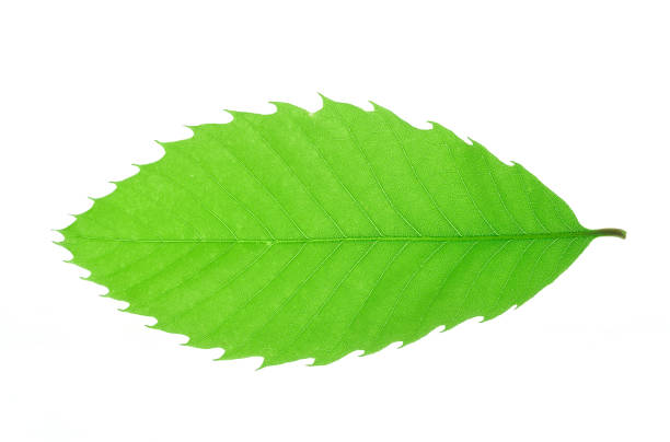 istock green leaves with leaf vein texture isolated on white background 2196844674