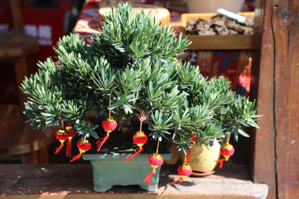 A small potted plant with red lanterns hanging from it. The plant is green and has a lot of leaves