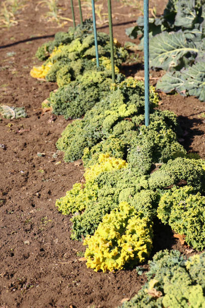 istock growing of kale vegetables in a farm 2196846724