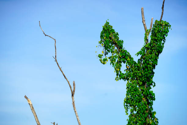 Lush green vines entwine with bare tree branches under a bright blue sky, showcasing nature's resilience and beauty in a serene outdoor setting.