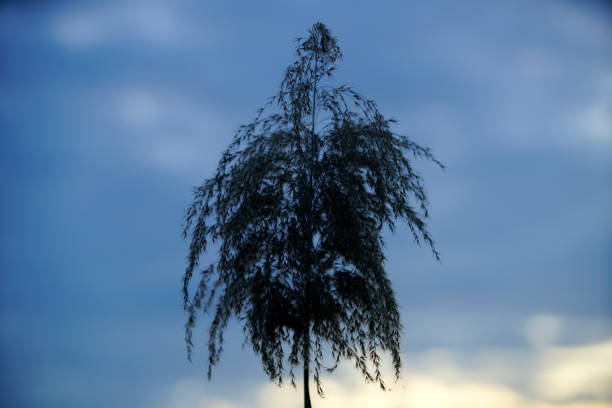 Tree on grassy field during autumn. Fog is covering landscape in background. View of beautiful nature.
