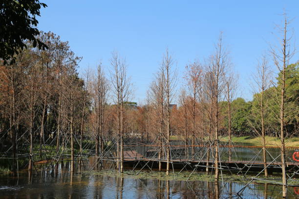 istock A group of dead trees on the water surface, surrounded by steel mesh guard feeling 2196848106