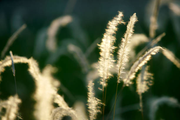 Delicate grass blades catch soft sunlight, creating a tranquil atmosphere in a natural setting. Ideal for showcasing beauty in nature and serenity.