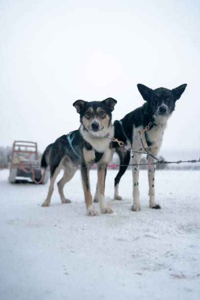 2 sled dogs prepare for a run in Rovaniemi, Finland