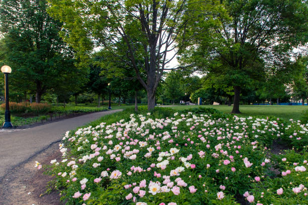 istock Major's Hill Park with blooming peonies in downtown Ottawa, Canada, in spring 2196850464