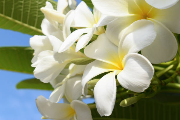 istock beautiful white frangipani flower blooming in springtime, natural background 2196854938