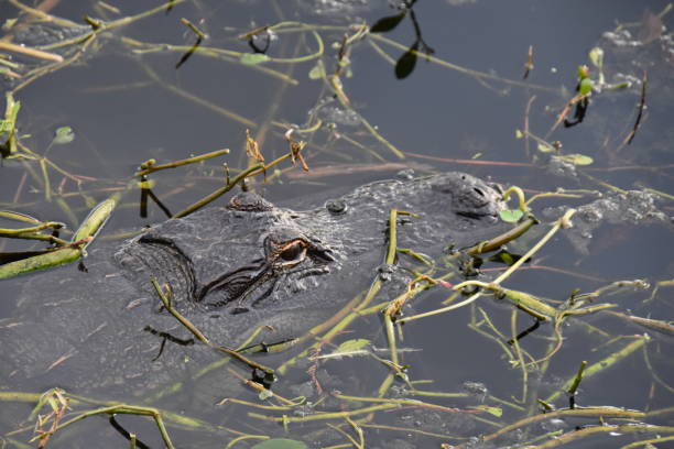 istock gator in the swamp 2196854986