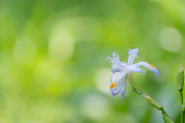 Close-up of purple Siberian iris