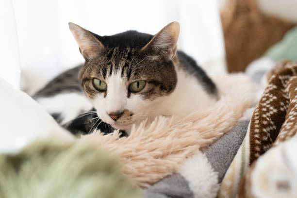 istock Cute cat relaxing by the window 2196856418