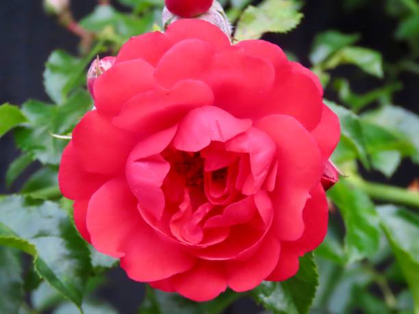 istock A Raspberry Royale Rose in Auckland 2196857259