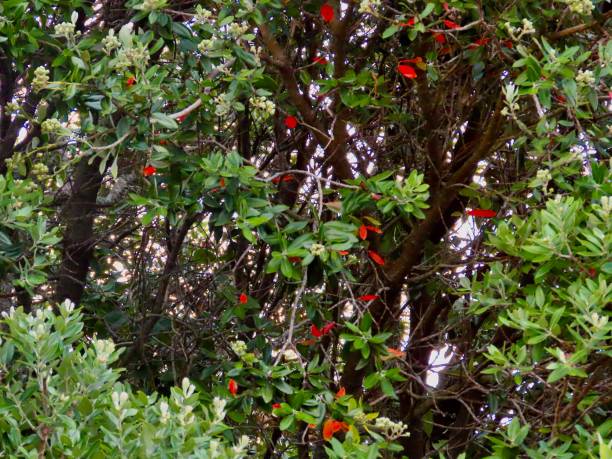 istock A Pohutakawa Tree in Auckland 2196857272