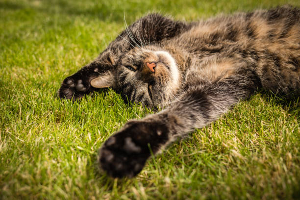 istock Cute cat at lying on back in grass with outstretched paws, relaxing in sun 2196858748