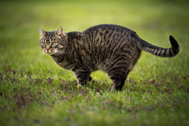 istock Tabby cat stands on a meadow, smelling attentively 2196858750