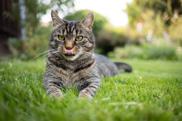 Cute european short hair cat looks curious and licks his nose with his tongue. Gray brown cat in the garden and watches what is happening
