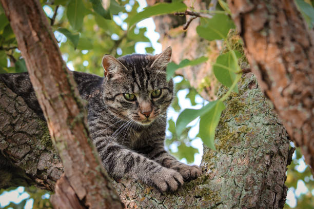 istock Cute tabby cat climbing in the tree and watches 2196858774