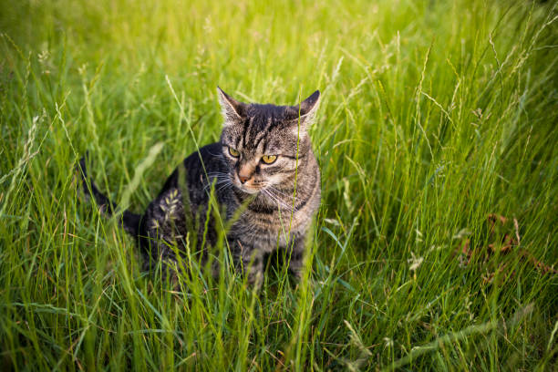 Portrait of a european shorthair cat sitting outside in the tall grass
