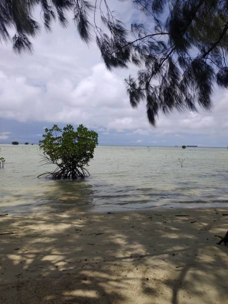 istock a mangrove tree on the beach on a sunny day 2196860025