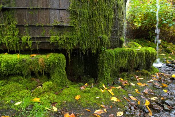 Close up of defunct water tower, covered in lush green moss and draining water in the rain. Taken while hiking to and around Elowah Falls, a massive waterfall along the McCord Creek that feeds into the Columbia River Gorge to the east of Portland, OR.