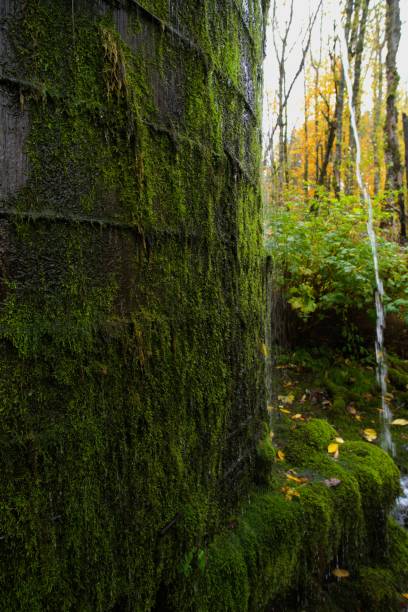 Close up of defunct water tower, covered in lush green moss and draining water in the rain. Taken while hiking to and around Elowah Falls, a massive waterfall along the McCord Creek that feeds into the Columbia River Gorge to the east of Portland, OR.