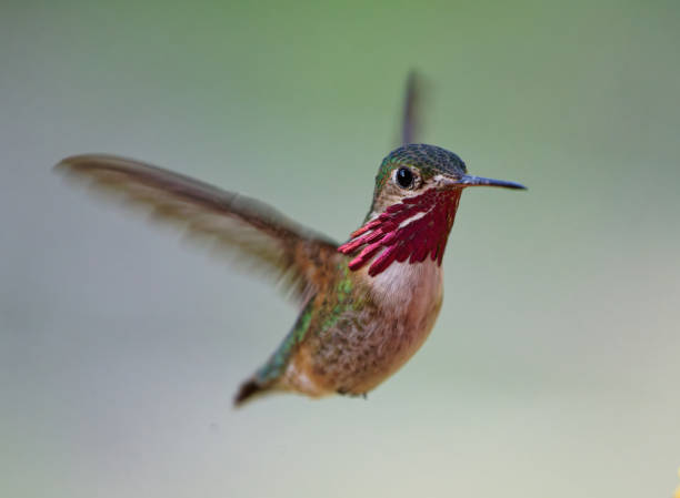 a Hummingbird searches for food in Northern Montana