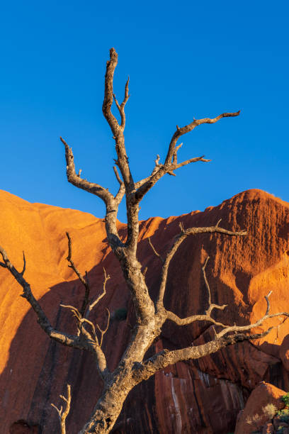 Northern Territory, Australia - March 28, 2016: Framed by a desert oak, the expanse of the Australian Outback stretches off into the horizon where we see the great sandstone mass of Uluru.
