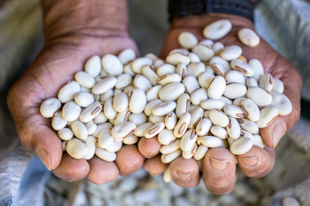 istock Jack bean (Canavalia ensiformis) in a familiar farm Arinos, Minas gerais state (Brazil) 2196863643
