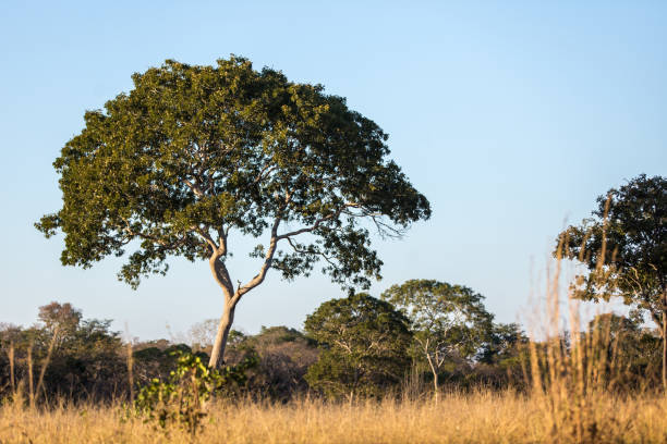istock Cerrado landscape in Arinos, Minas Gerais state (Brazil) 2196864213