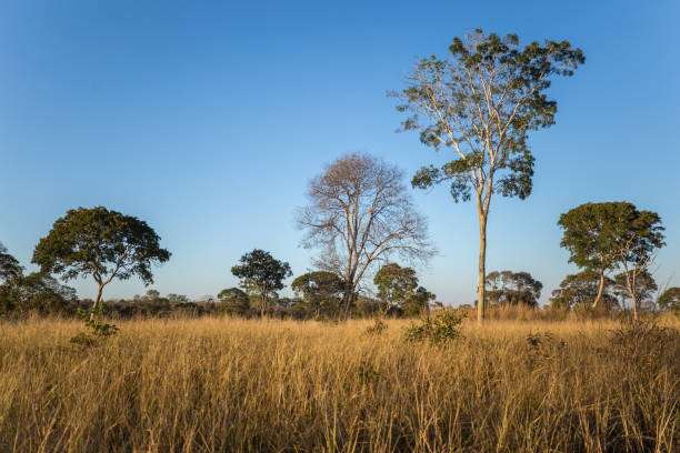 istock Cerrado landscape in Arinos, Minas Gerais state (Brazil) 2196864224