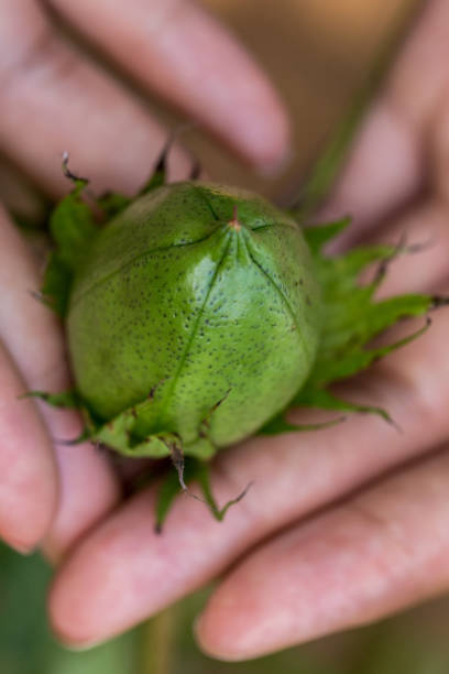 istock Cotton boll in a small-scale farm in Arinos, Minas gerais state (Brazil) 2196864507