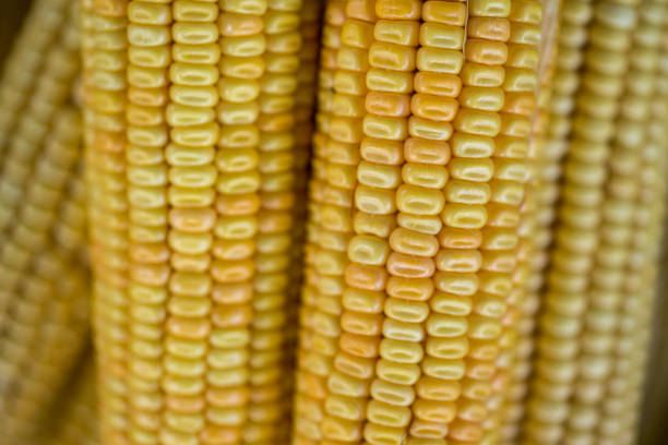 istock Maize/corn (Zea mays) recently harvested in a small scale farm in Arinos, Minas gerais state (Brazil) 2196865297