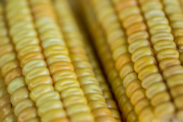 Maize/corn (Zea mays) is a tall stout grass that produces cereal grain. It was domesticated by indigenous peoples in southern Mexico about 9,000 years ago from wild teosinte.The leafy stalk of the plant gives rise to male inflorescences or tassels which produce pollen, and female inflorescences called ears. The ears yield grain, known as kernels or seeds. In modern commercial varieties, these are usually yellow or white; other varieties can be of many colors.Maize relies on humans for its propagation. Since the Columbian exchange, it has become a staple food in many parts of the world, with the total production of maize surpassing that of wheat and rice.