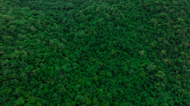 istock aerial view of mixed forest, green deciduous trees with mist clouds. The rich natural ecosystem of the rainforest concept is about conservation and natural reforestation 2196866097