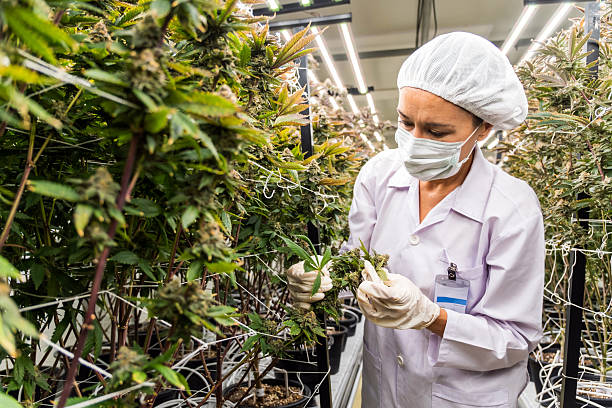 istock A worker inspects cannabis plants in a controlled environment, wearing protective gear to ensure safety and hygiene in cultivation. Showcasing advanced cultivation techniques and plant health. 2196866334