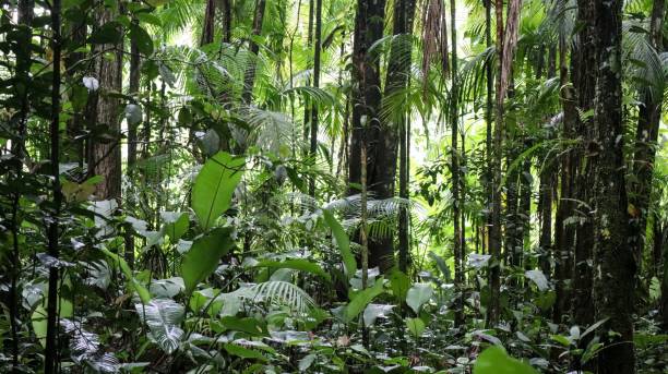 istock Tropical forest, Brazilian Atlantic forest 2196867587