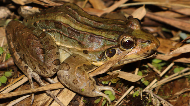 istock Butterfrog, found in Central and South America 2196867892