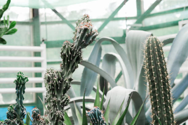 Various types of cactus plants clustered together in a greenhouse setting.