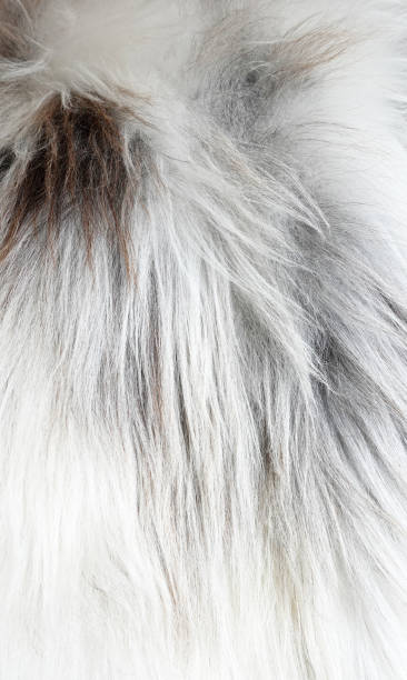 istock reindeer fur white closeup texture background 2196868865