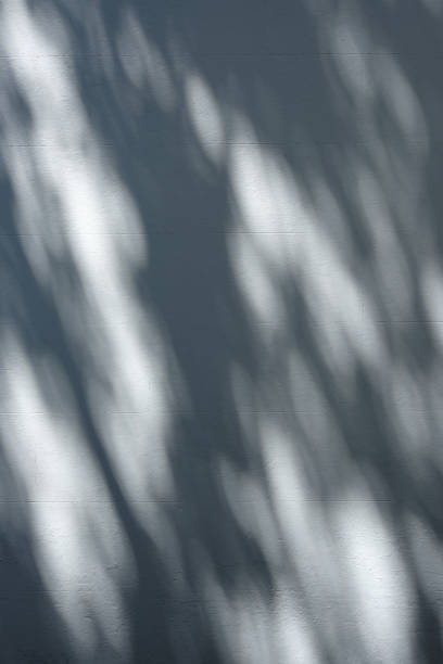 istock Blank wall with shadows from nearby trees 2196869773