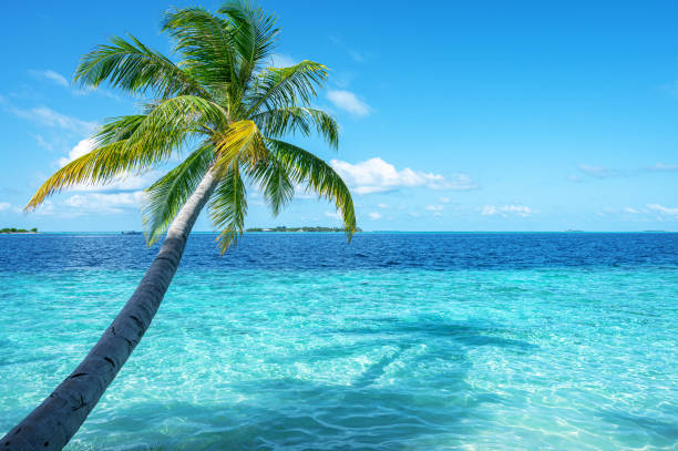 istock Coconut palm tree and tropical turquoise sea with sunny blue sky copy space scene 2196872778