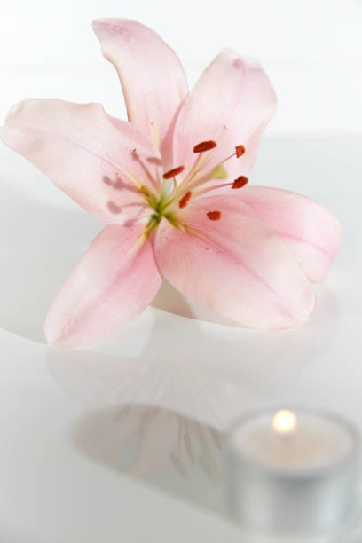 lily blossom against a white background, reflection, candle light