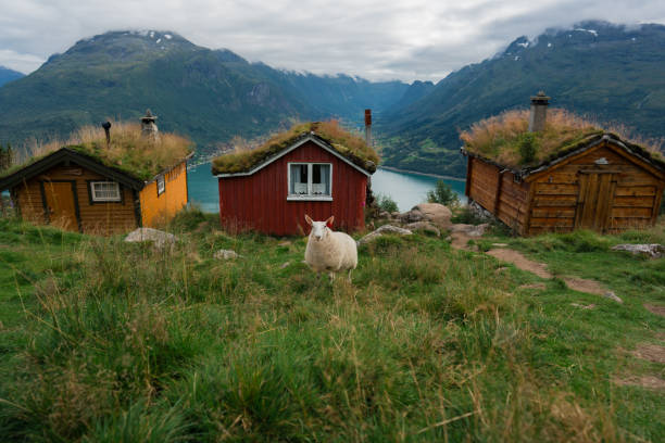 Scenic view of sheep on pasture  in idyllic fairy-like village in Norway with moss covered rooftops in summer