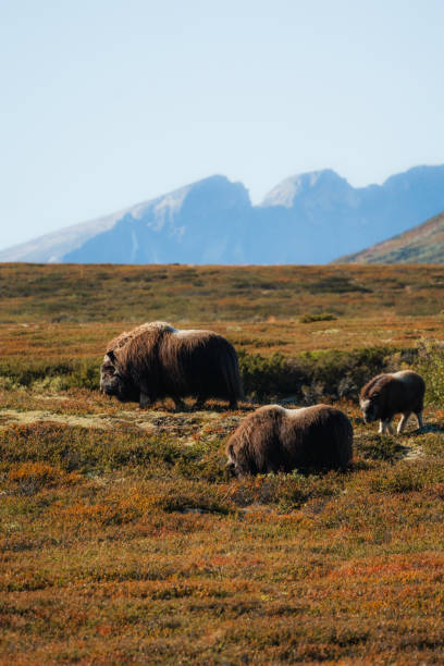 Muskox in wilderness  in Norwegian high plains  in autumn