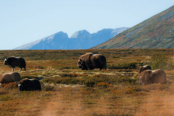Muskox in wilderness  in Norwegian high plains  in autumn