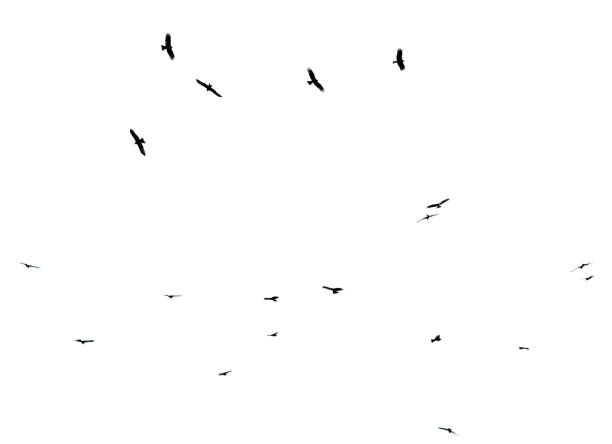 A flock of birds in flight isolated on a white background.