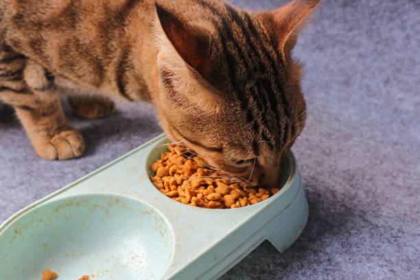 istock cat eating dry cat food in bowl 2196877129